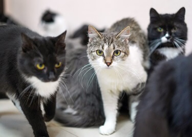 Les couleurs des chats