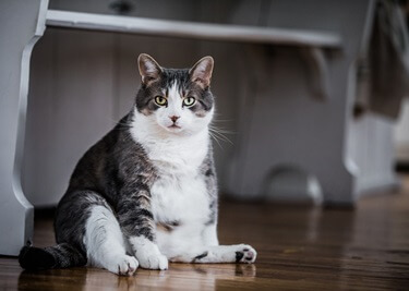 Comment savoir si mon chat est trop gros ?