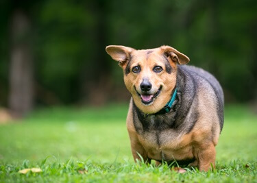 Comprendre et traiter l'obésité chez le chien