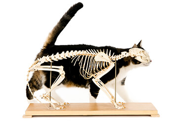 Anatomie du squelette du chat