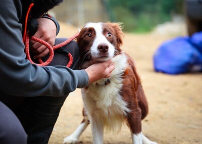 Comprendre et réduire le stress chez le chien
