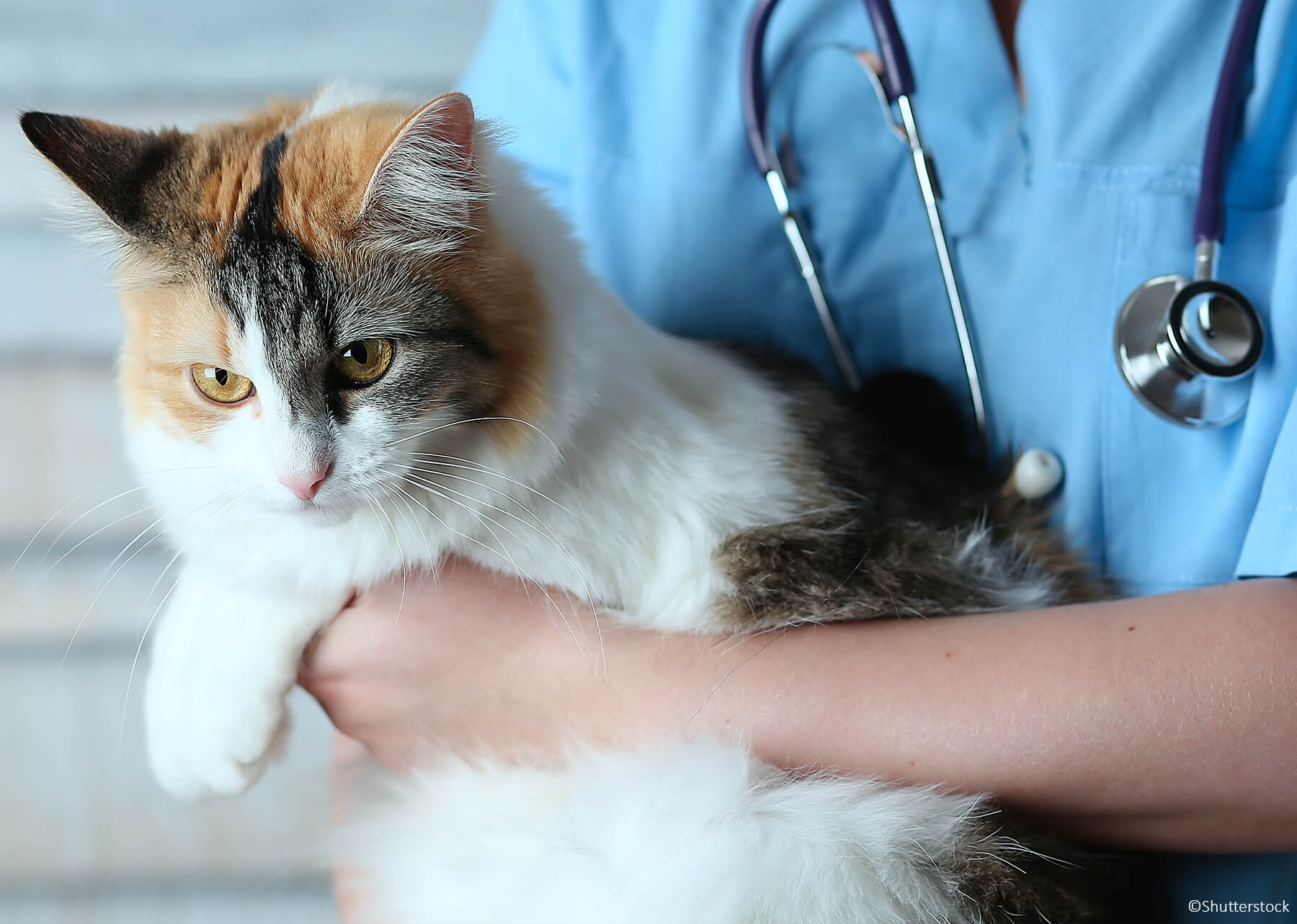 Comment financer les soins de mon chat ?