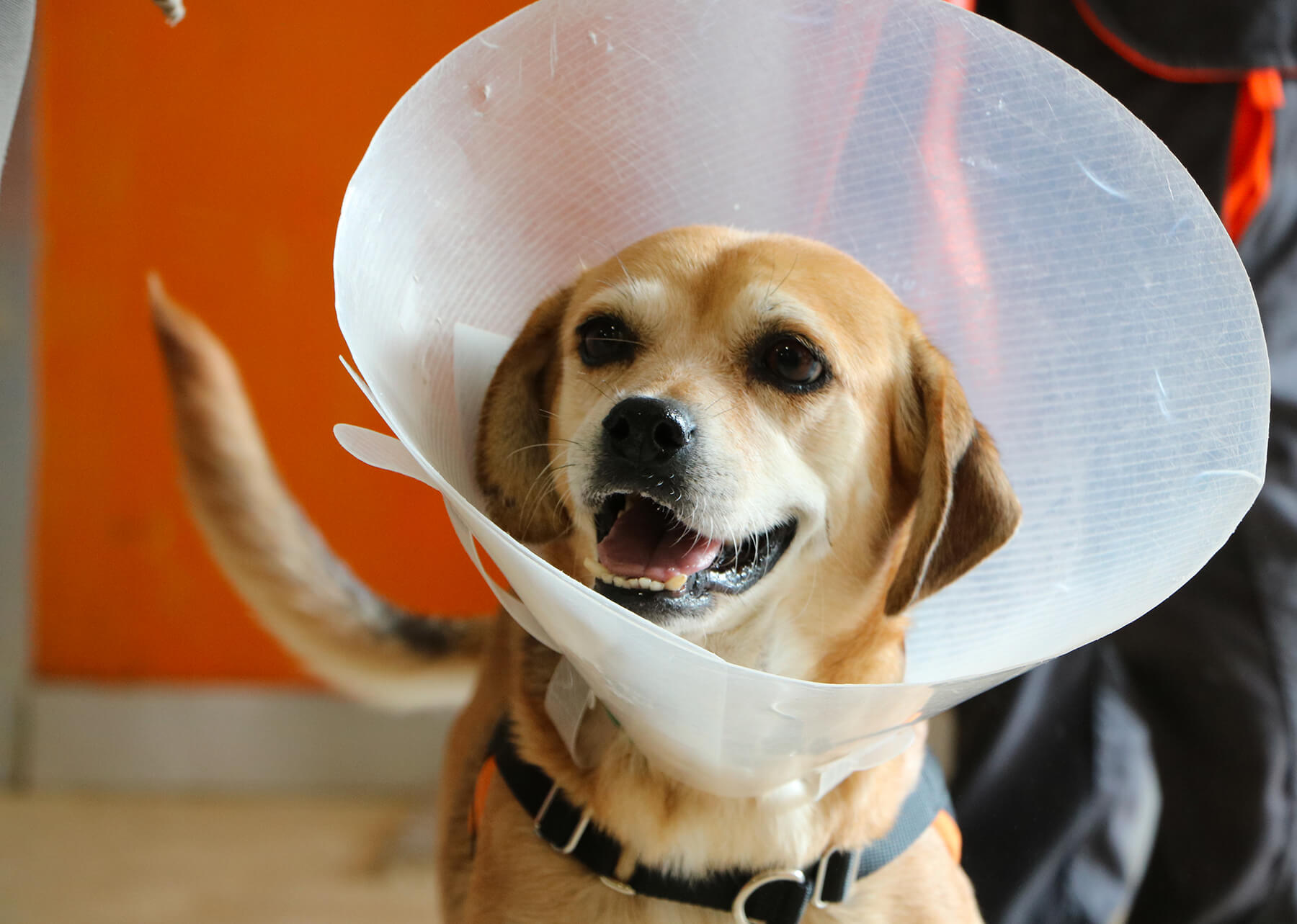 Comment financer les soins de mon chien ?