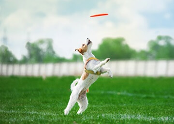 Sport canin