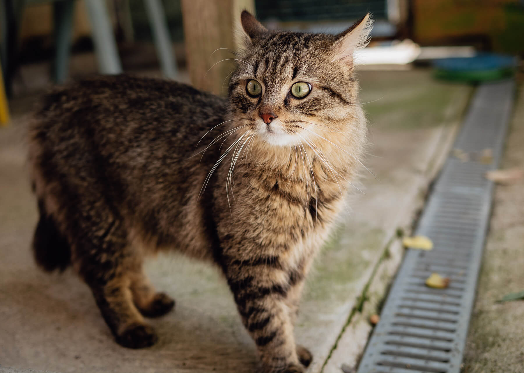 Comprendre et réduire le stress chez le chat
