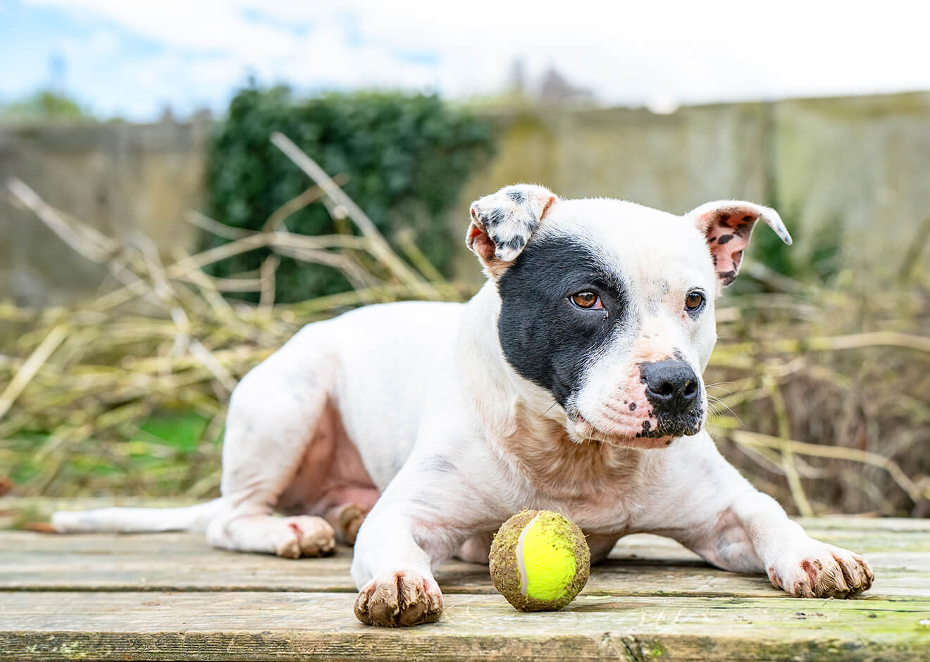 American Staffordshire Terrier blanc avec une tache noire sur l'œil, allongé à côté d'une balle de tennis