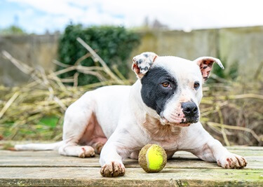 Adopter un American Staffordshire Terrier