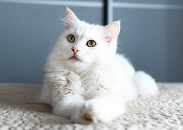 Adopter un Angora
