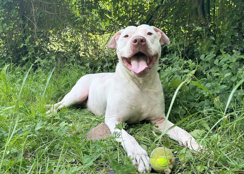 Photographie d'un chien de la race Dogue Argentin au pelage blanc. Il est couché en extérieur au milieu d'une importante végétation, une balle de tennis proche de ses pattes avant. Il tire la langue et parait heureux.