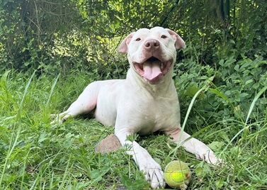 Adopter un Dogue Argentin