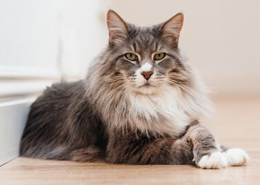 Adopter un Maine Coon