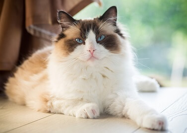 Adopter un Ragdoll