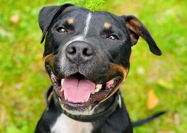 Adopter un Staffordshire Bull Terrier
