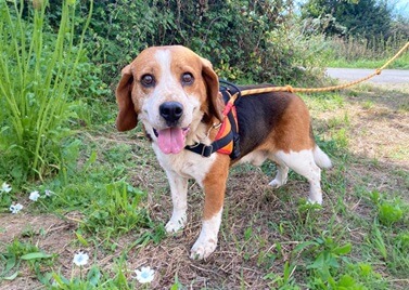 Les chiens à adopter à la SPA