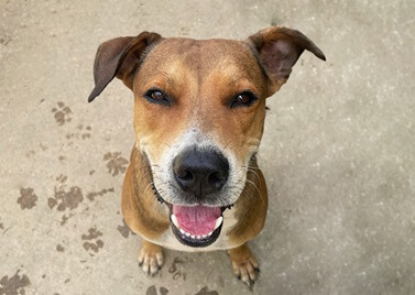 Photographie de face d'un chien de la race berger créole qui ouvre la bouche.