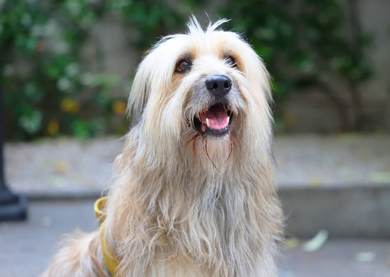 Les chiens à adopter à la SPA