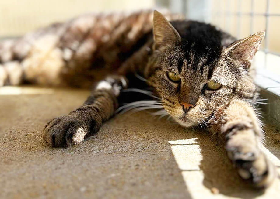 Photographie d'un chat de gouttière allongé sur le vendre.