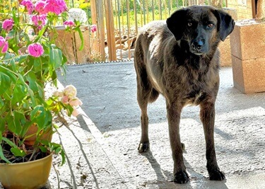 Adopter un Chien Corse