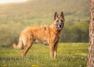 Adopter un Berger Belge Malinois