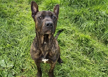 Adopter un Berger Hollandais