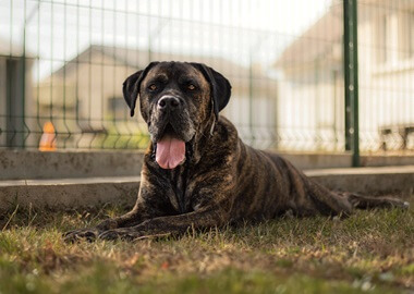 Adopter un Cane corso