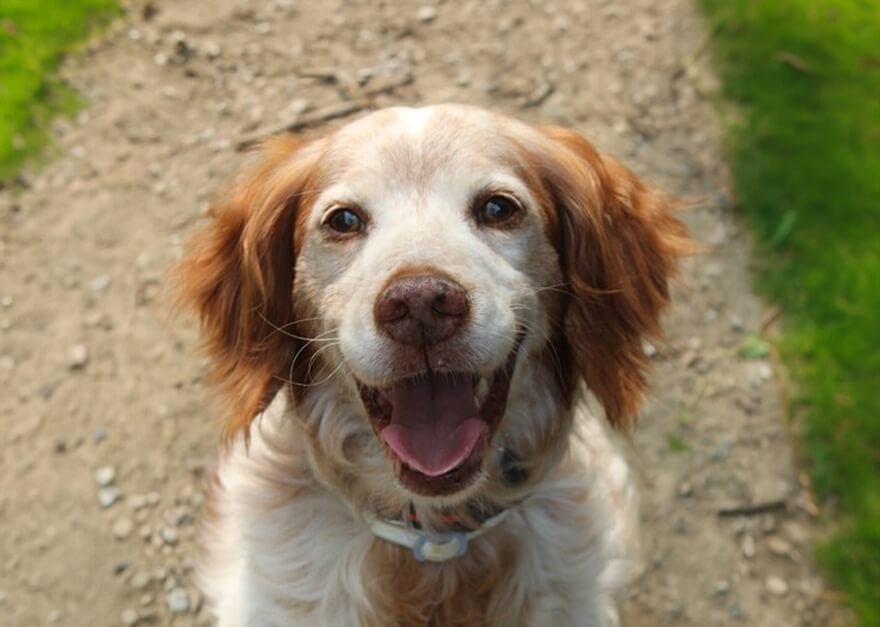 Photographie de face d'un chien de la race Epagneul Breton. Il a l'air heureux. En arrière plan un chemin de terre bordé de pelouse.
