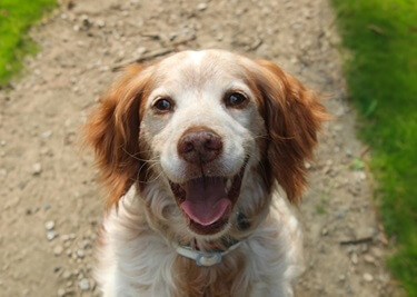 Adopter un Épagneul Breton