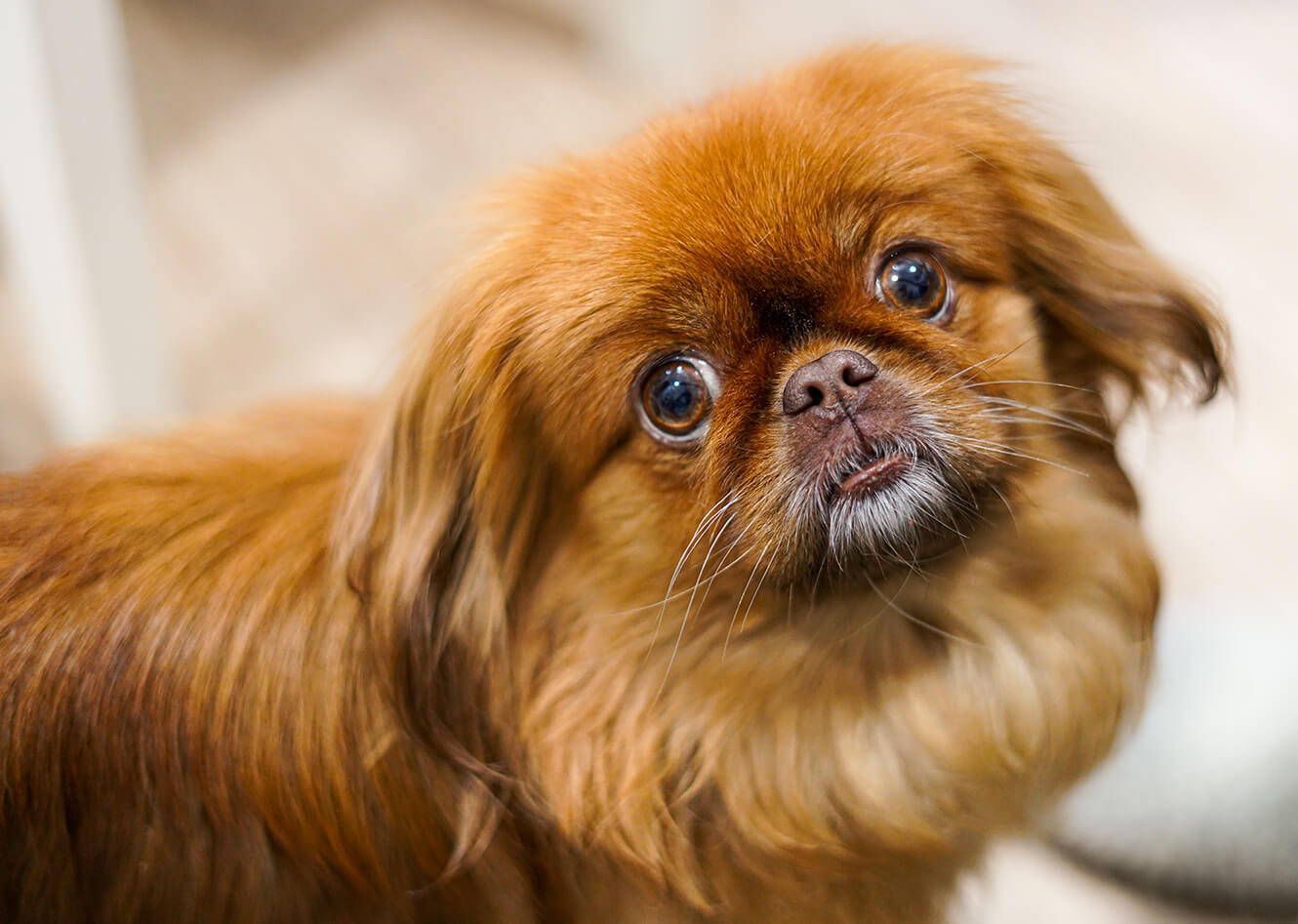 Chien Pékinois marron au regard expressif, debout dans un intérieur, avec un pelage long et soyeux.