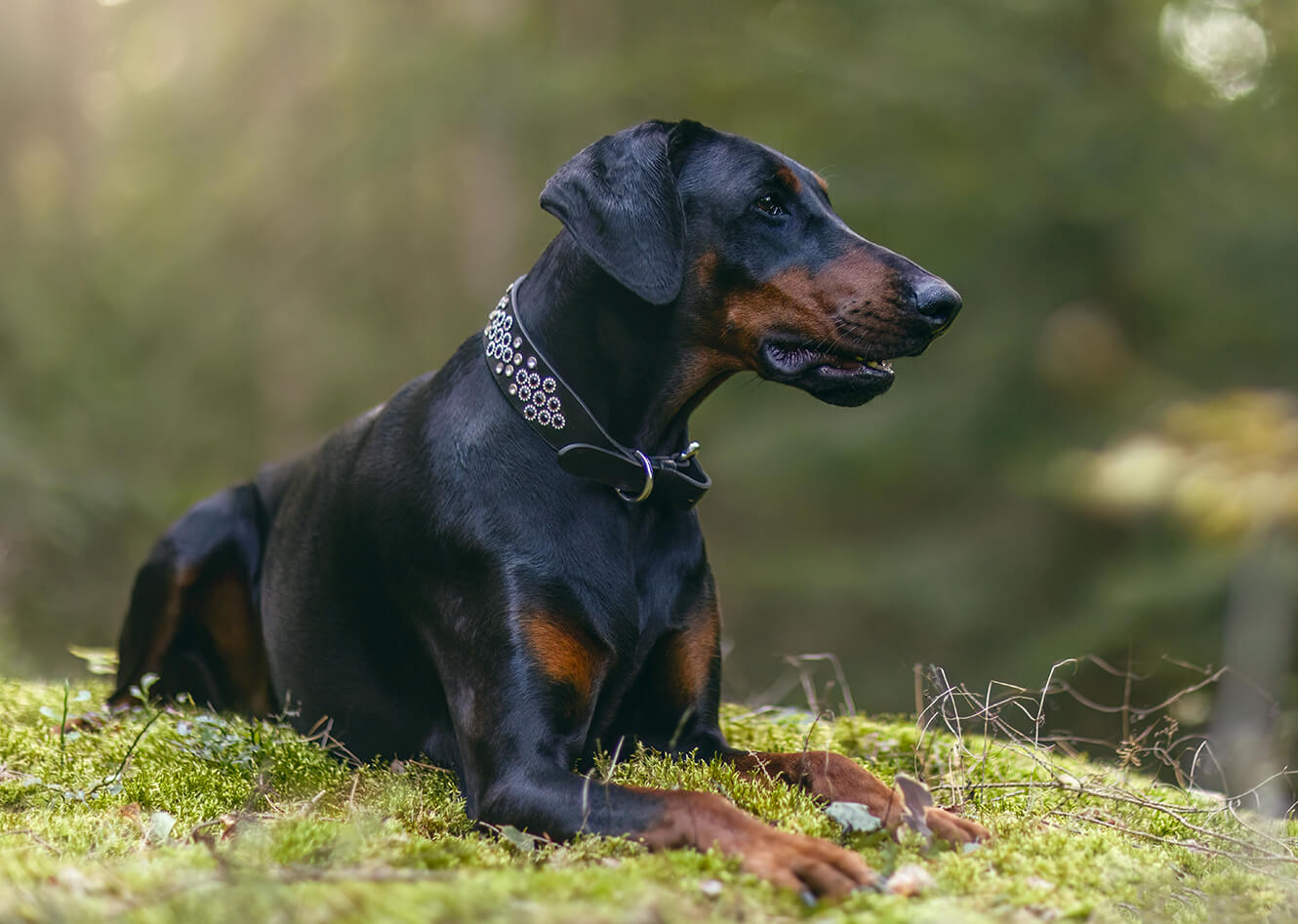Adopter un Dobermann LA SPA
