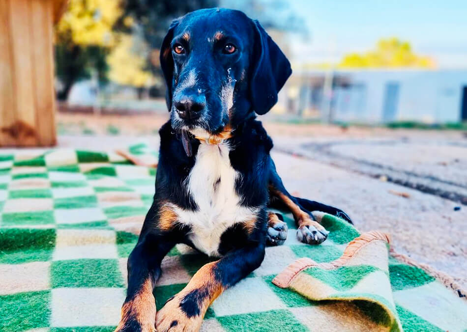 Chien de la race Grand Bleu de Gascogne allongé sur une couverture verte à carreaux, avec un pelage noir et blanc et un regard paisible.