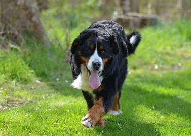 Adopter un Bouvier bernois