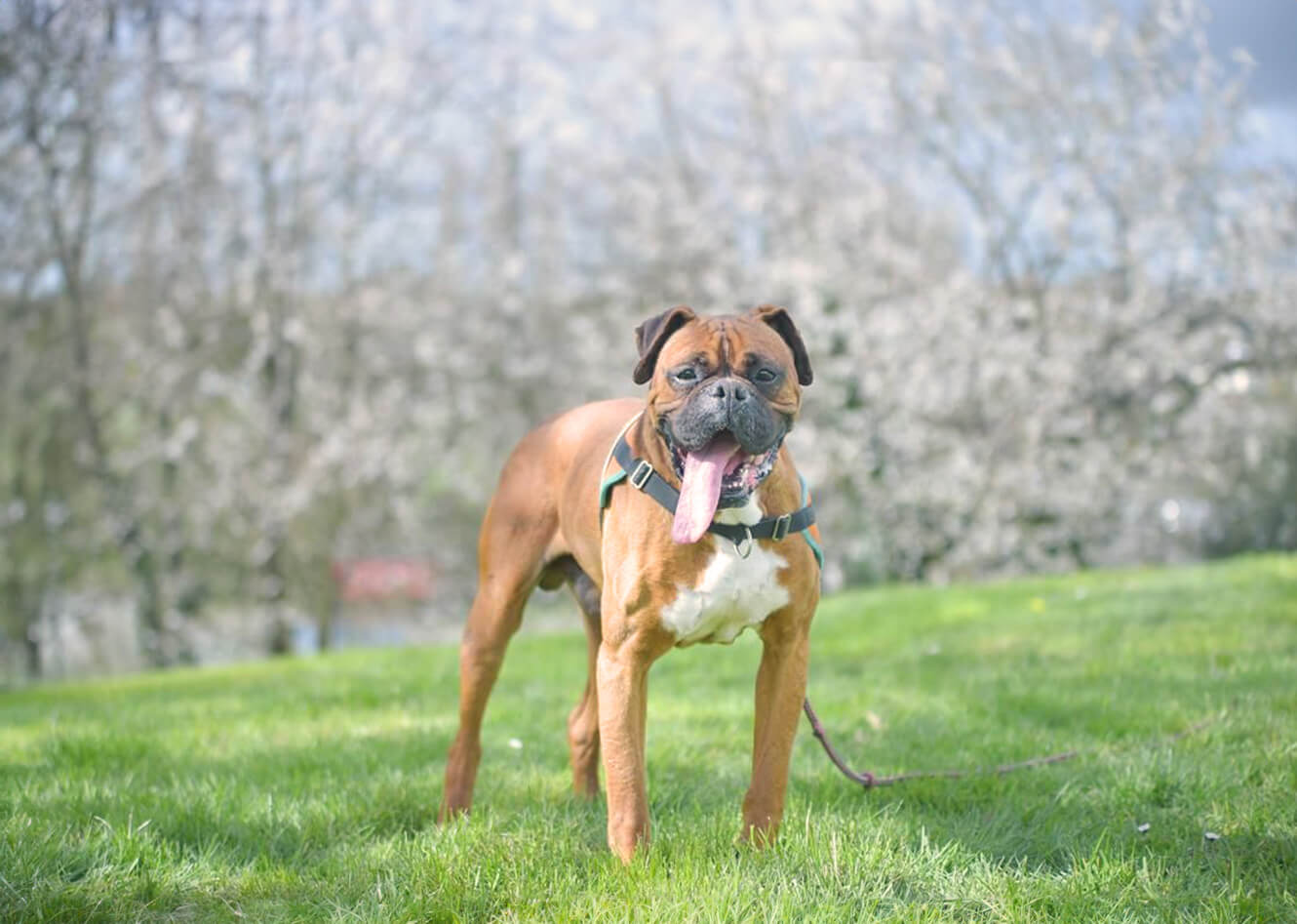 Photographie en extérieur de face d'un chien de la race Boxer au pelage marron.