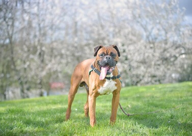 Adopter un Boxer