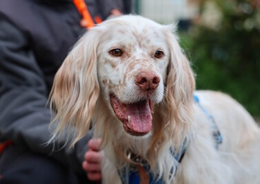 Adopter un Setter anglais