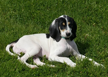 Adopter un Ariégeois