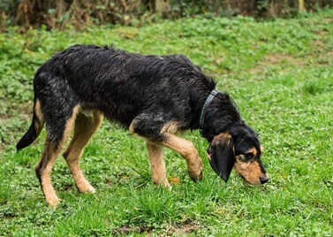 Adopter un Griffon nivernais
