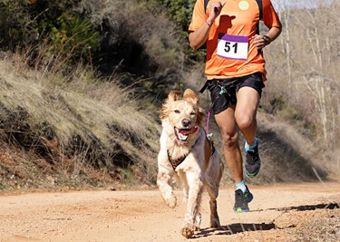 Guide complet pour débuter le canicross : bien courir avec son chien !