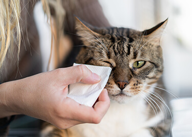 Conjonctivite du chat : causes, symptômes et moyens de la soigner