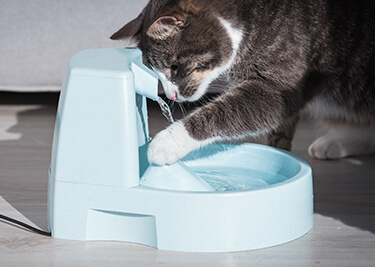 Guide complet sur les fontaines à eau pour chat