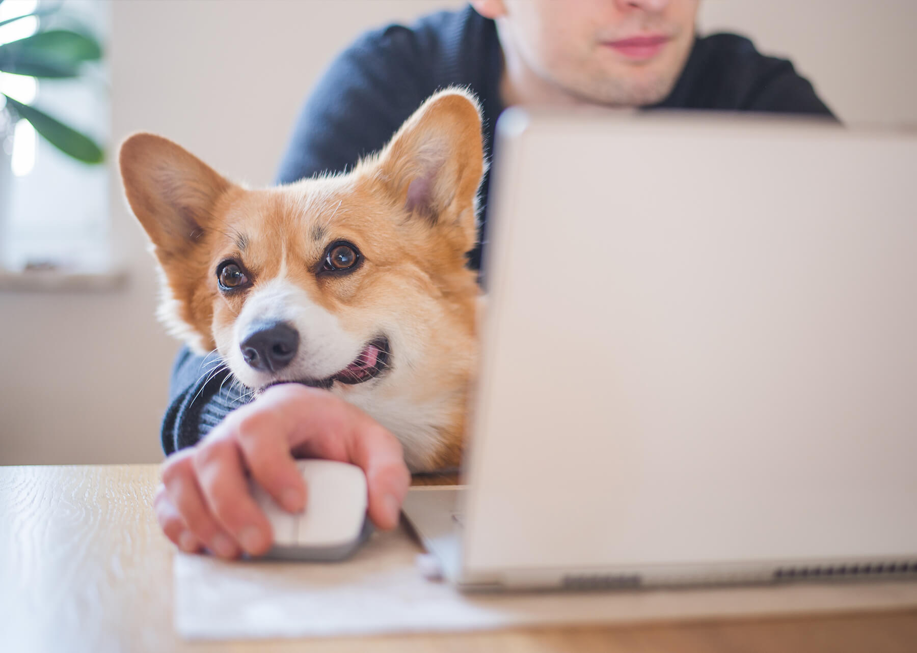 Emmener son chien au travail : conseils pratiques