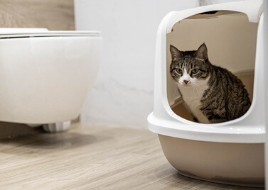 Litière pour chat : guide complet