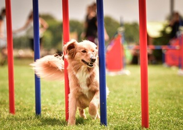 L'agility pour chien : un sport complet
