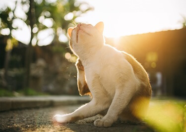 Les puces du chat : tout ce que vous devez savoir