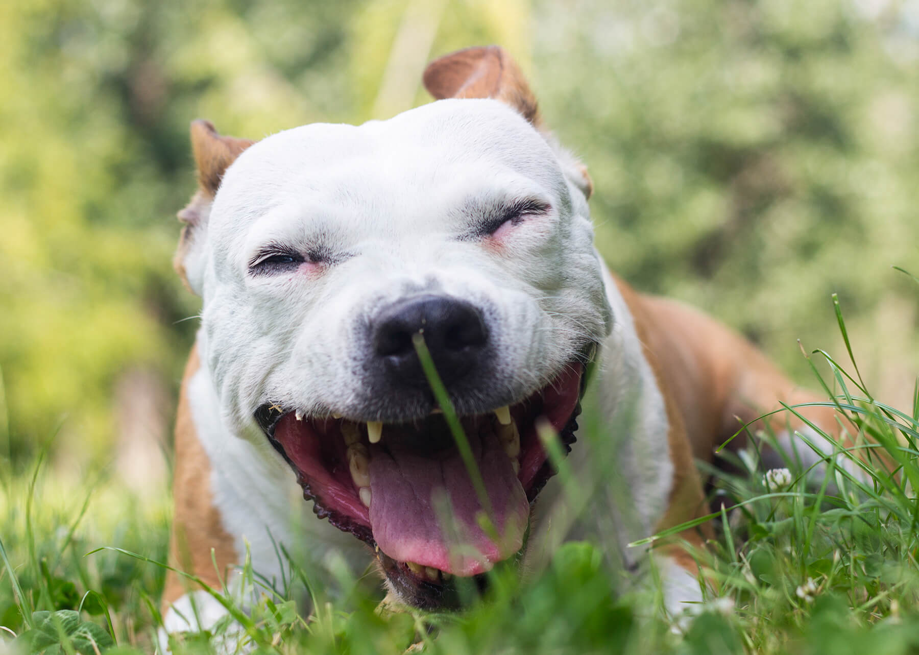 Chien au pelage blanc et brun couché dans l'herbe, il tousse.