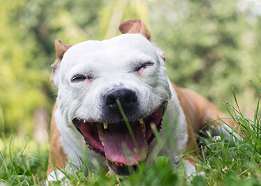 Mon chien tousse