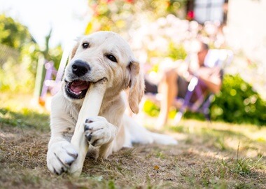 Mastication chez le chien : un besoin essentiel