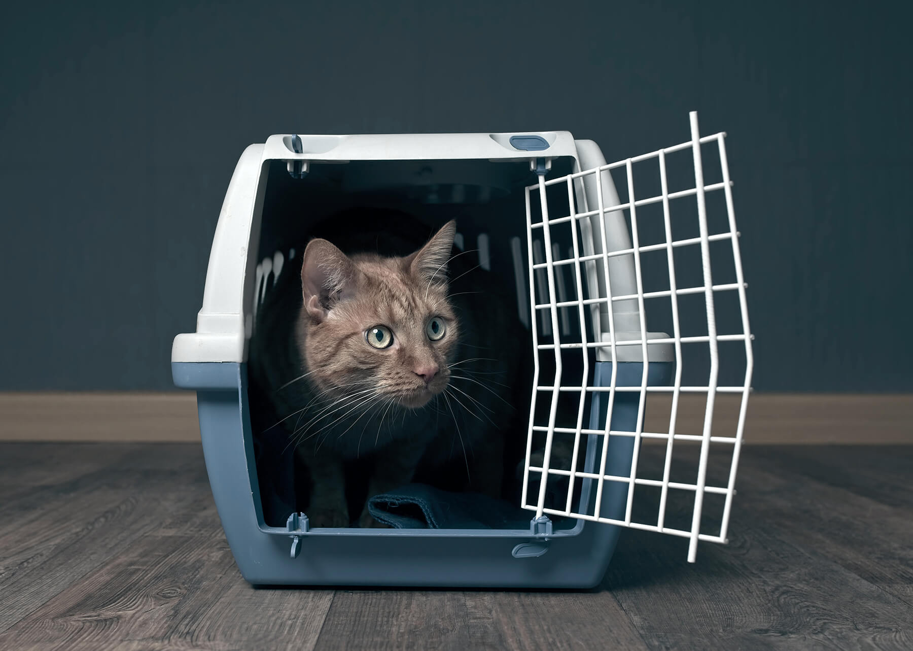 Comment Bien Choisir Une Caisse De Transport Pour Chat