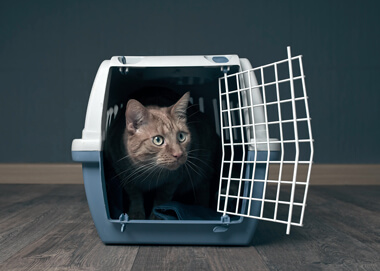 Caisse de transport pour chat