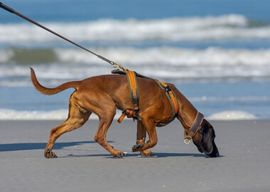 Le mantrailing, une activité passionnante pour les chiens et leurs maîtres