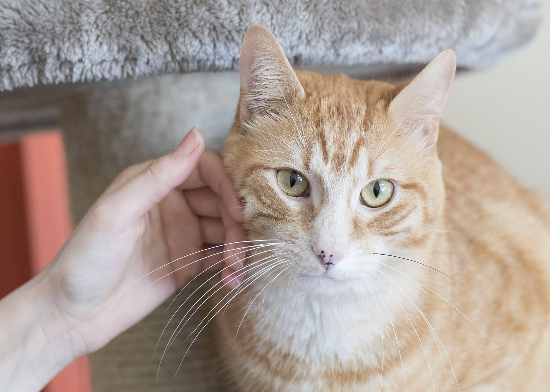 Comment caresser un chat : les techniques et astuces